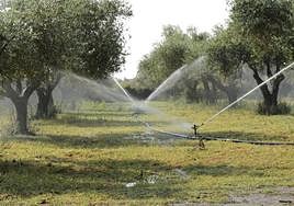Riego en el olivar.