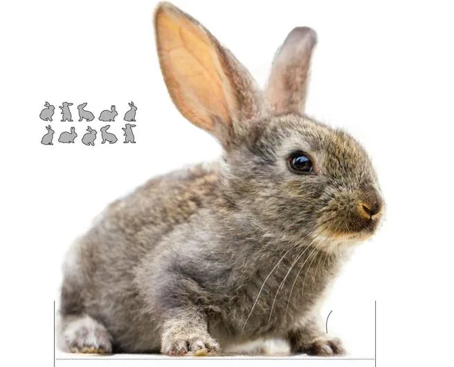 La verdad sobre el llamado 'conejo híbrido'