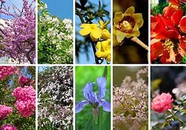 Las 10 flores que inundan la primavera de Granada.