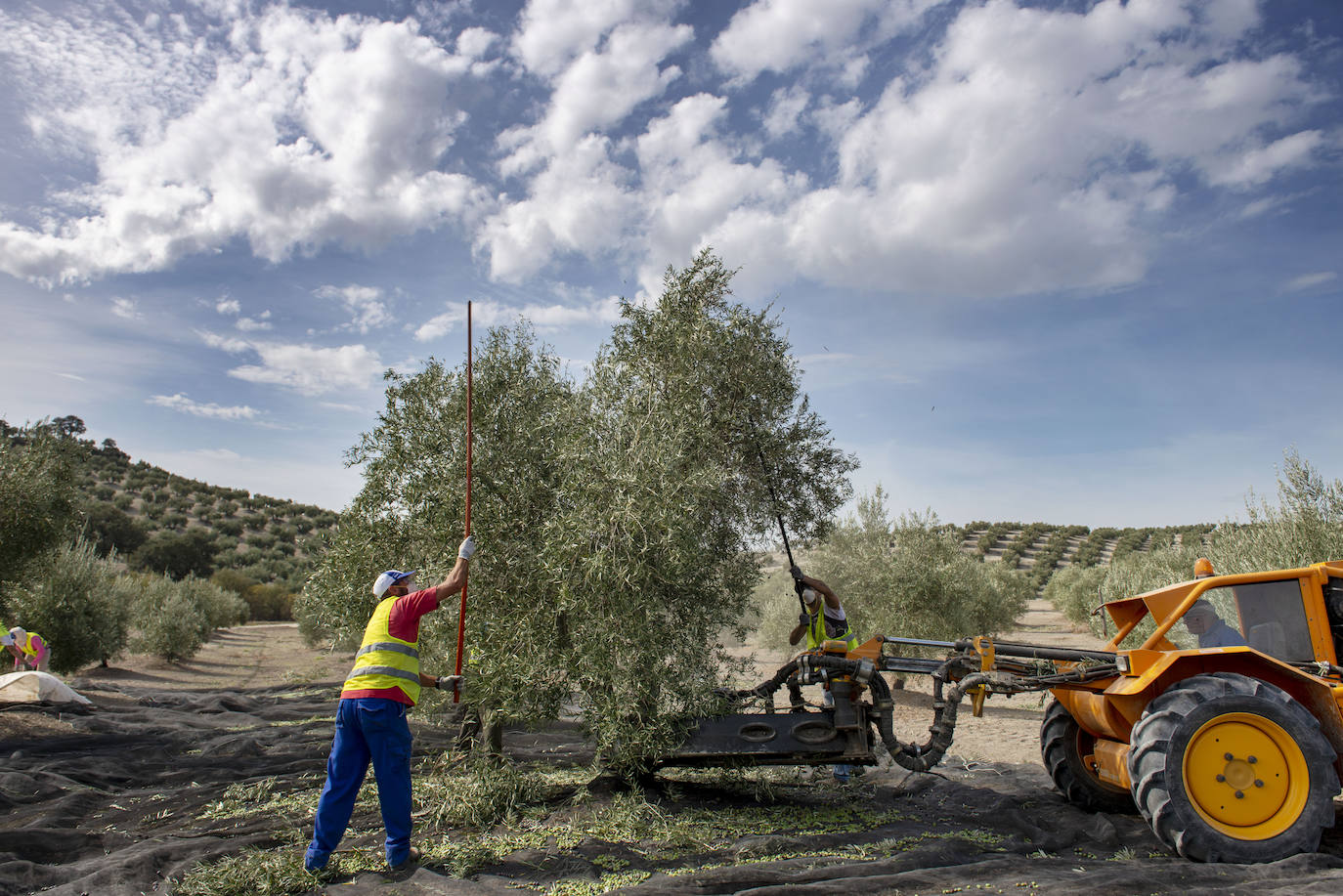 Una explotación de olivar en esta pasada campaña.