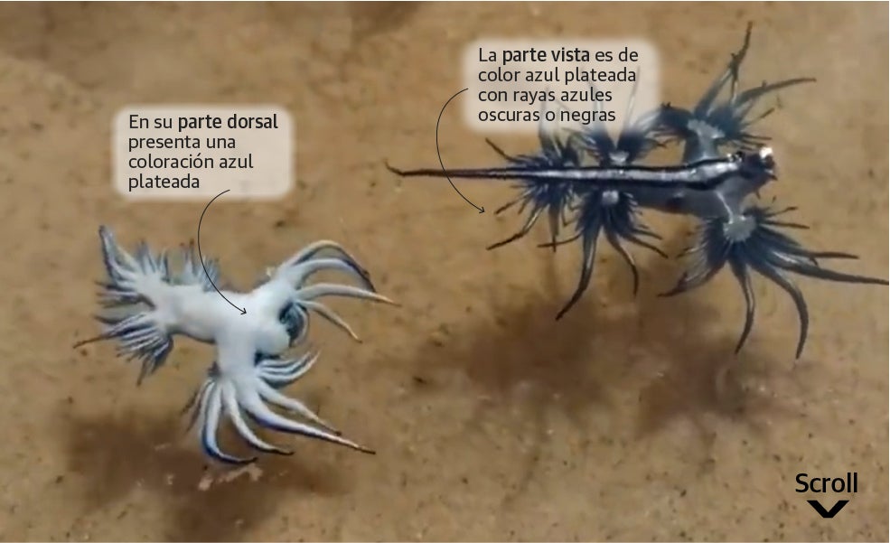 Scroll Story imagen 1