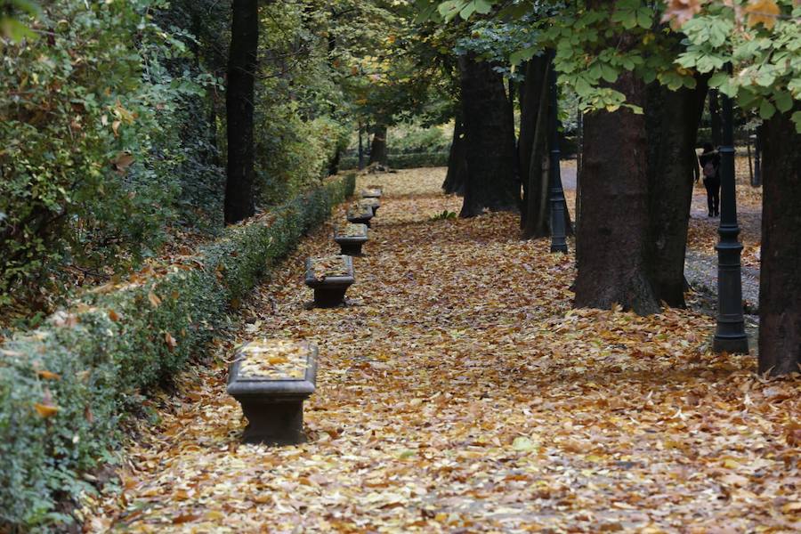 Bosque de la Alhambra.