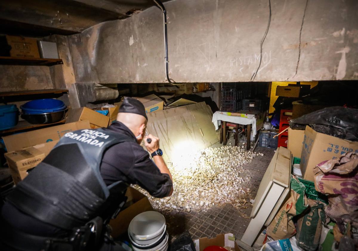 Un agente de la Policía Local de Granada alumbra con una linterna unos ajos extendidos en el suelo de un almacén de un restaurante de comida china.