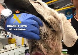 Ata a su perro varios meses con una cuerda de esparto al cuello y a un bloque de hormigón y lo sube a redes.