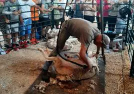 Esquilando una oveja.