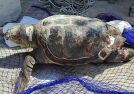 Tortuga aparecida muerta en el Puerto de Motril con la parte posterior del caparazón fracturada