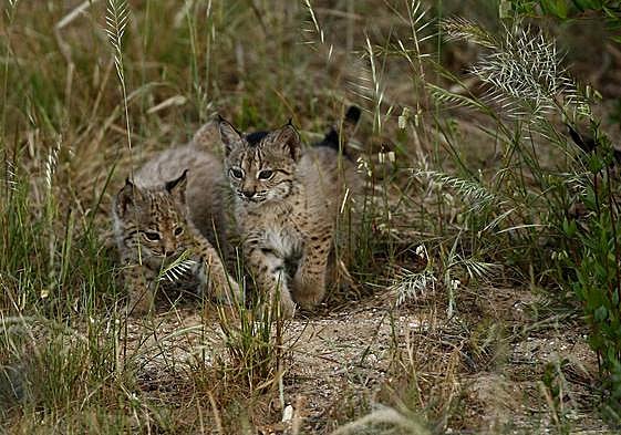 Cachorros de lince ibérico en libertad.