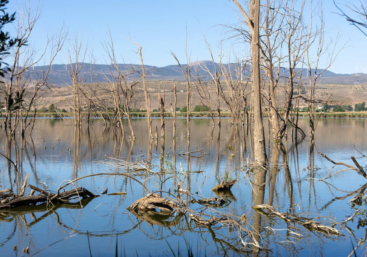 Estado actual de la Laguna del Padul.