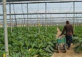 La Junta lanza la nueva convocatoria de ayudas a la contratación de seguros agrarios