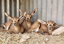 Nacen trillizos de gacela de Cuvier en la Estación Experimental de Zonas Áridas