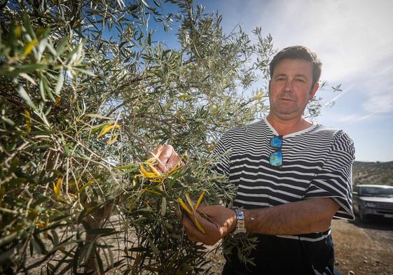 El presidente de la cooperativa de aceite San Rogelio de Íllora, Cristóbal García, muestra los daños del olivar en una finca.