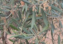 Flor seca en una rama de olivo en una imagen de archivo.