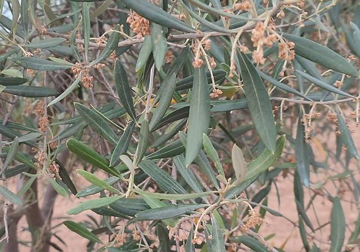 Flor seca en una rama de olivo en una imagen de archivo.
