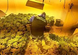 La Guardia Civil interviene plantas de cannabis sativa en una intervención anterior