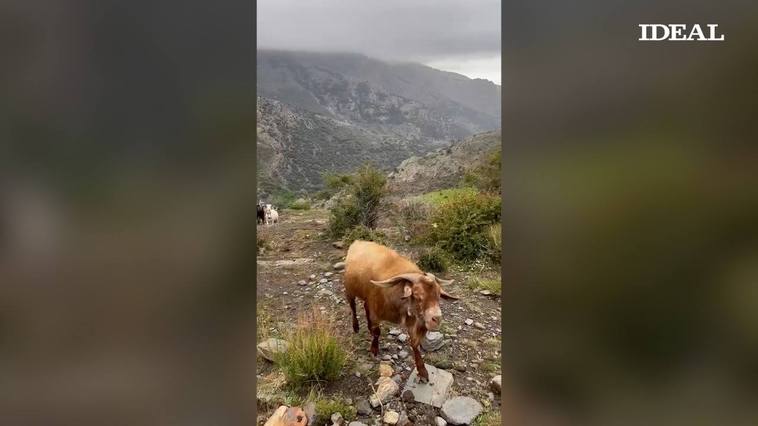 Imagen de la cabra reconocida por una de las personas atacadas.