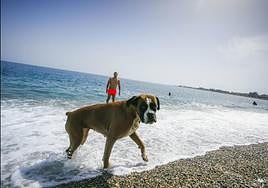 Ecologistas en Acción advierte de los efectos negativos de algunas playas caninas