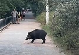 El jabalí, en mitad del camino en la ruta del colesterol