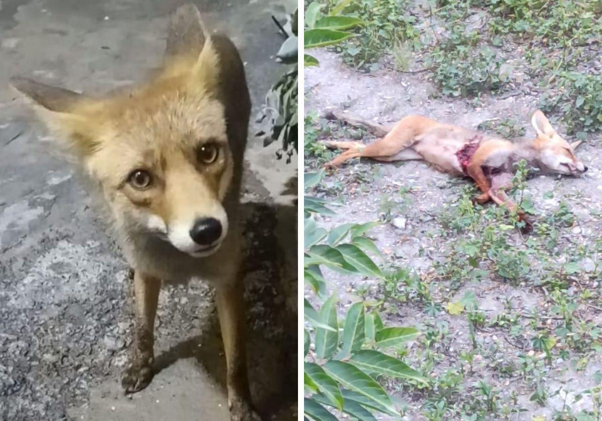 A la izquierda, el zorro adoptado por los vecinos. A la derecha, muerto tras el disparo.