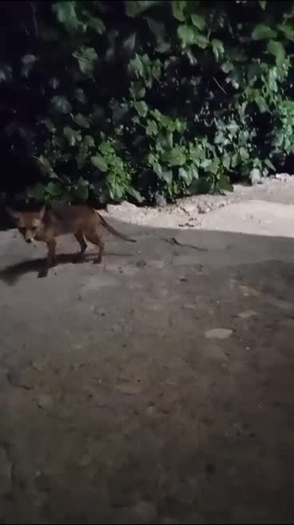 El adiós de la Alpujarra al zorro mascota al que dispararon