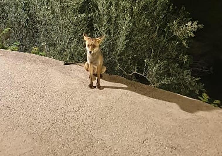 La aldea alpujarreña se despide de su mascota: «Adiós zorrito, querido amigo»