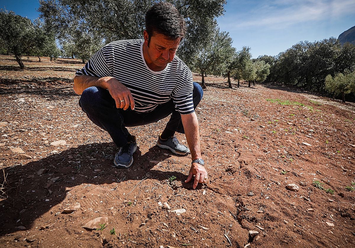 El presidente de la cooperativa de aceite San Rogelio de Íllora observa una de las fincas afectadas por la sequía.