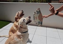 Unos perros son refrescados por su dueña en plena ola de calor en Granada