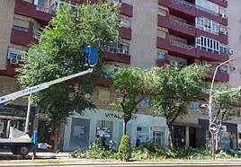 El antes y el después de la poda de árboles en la avenida de Andalucía.