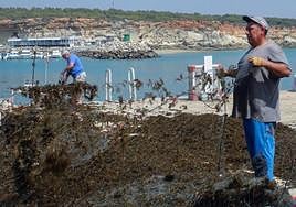 Pescadores del Golfo de Cádiz recogen redes con el alga invasora.