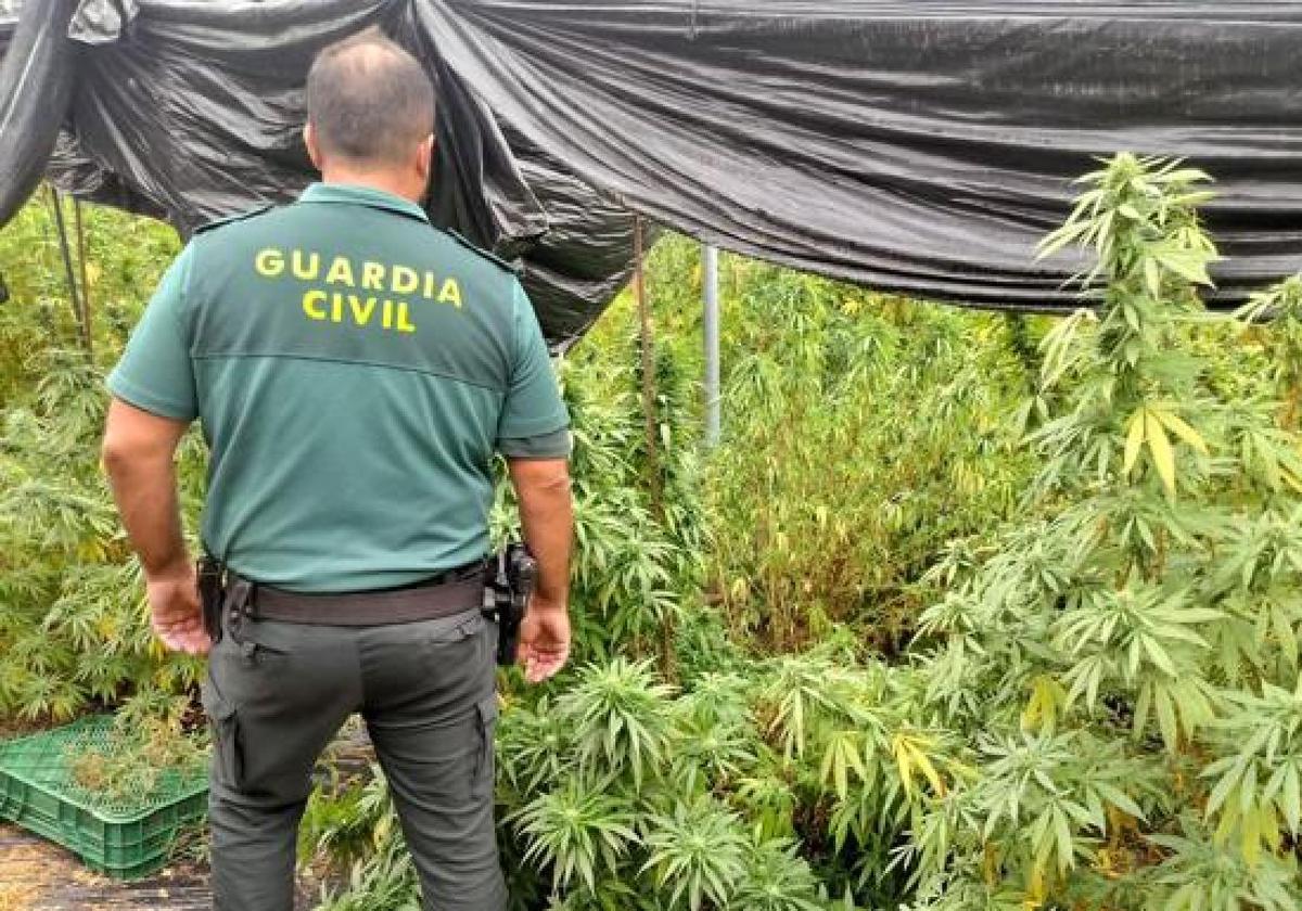 Plantación de marihuana en Granada.