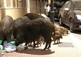 Jabalíes en Cabo de Gata comiendo de la basura.