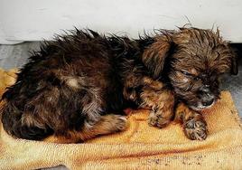 Cachorra maltratada en Granada.