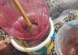 Medudas en las playas de Granada.