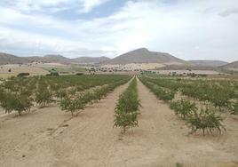 Asaja prevé una reducción del 40% en la producción de almendra