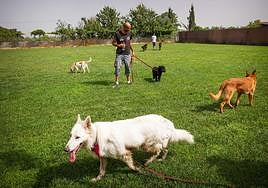 Así es el seguro obligatorio para mascotas que entrará en vigor en septiembre.