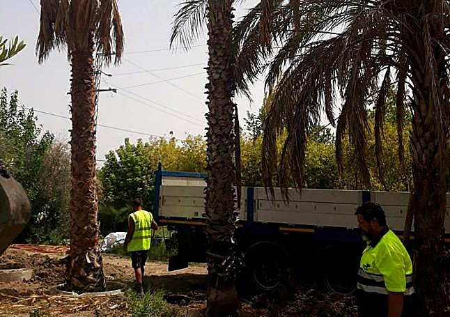 Trabajos previos antes de trasladar las palmeras.