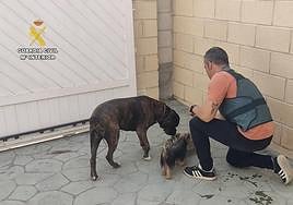 Estafa a dueños de perros robados en Granada.