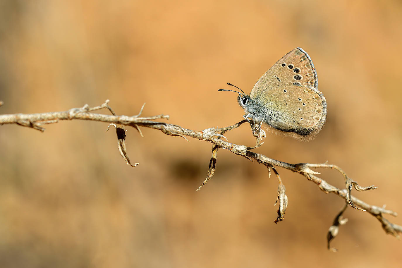 Glaucopsyche melanops.