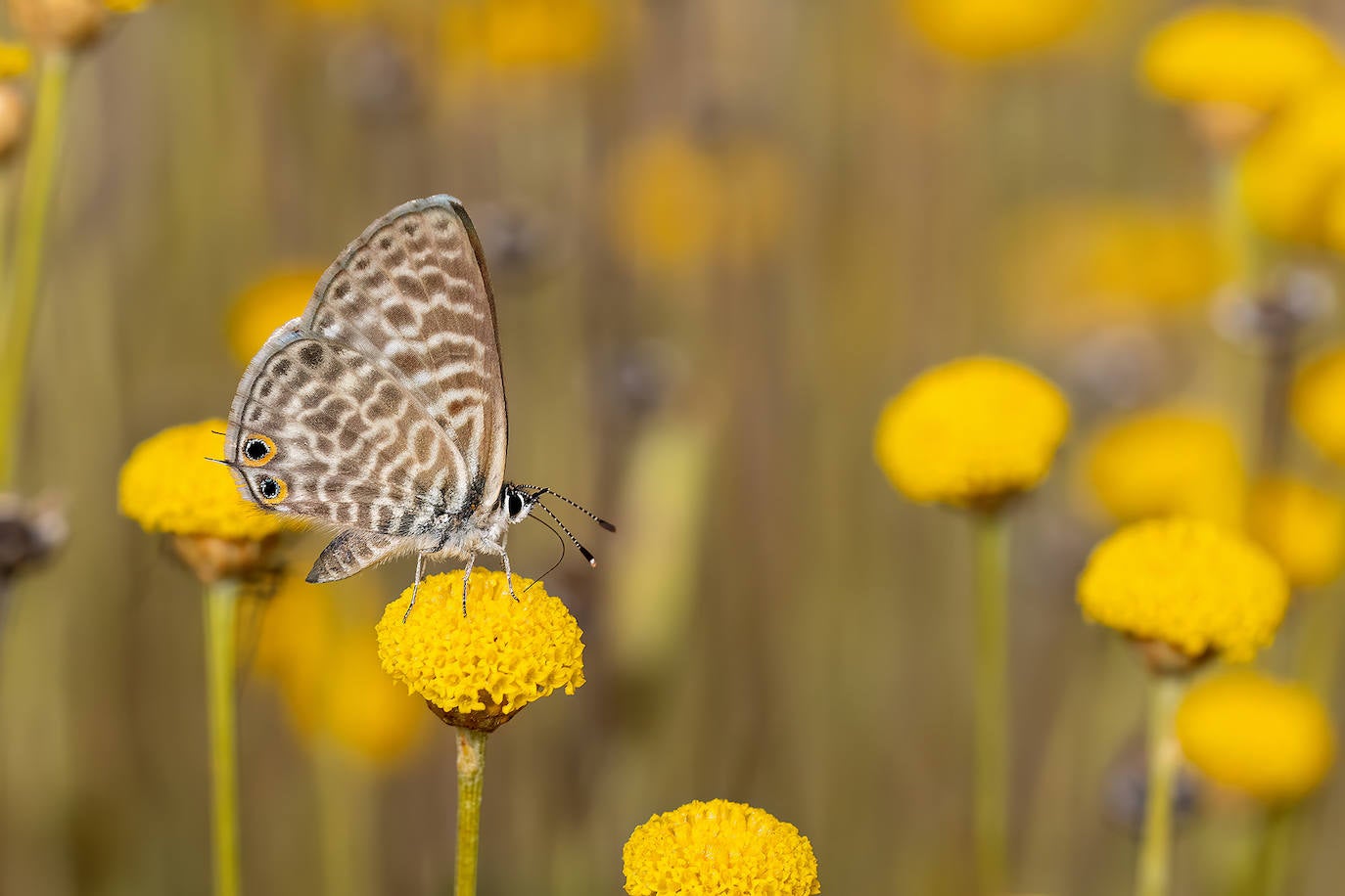 Preciosa fotografía de una Leptotes pirithous alimentándose de néctar.