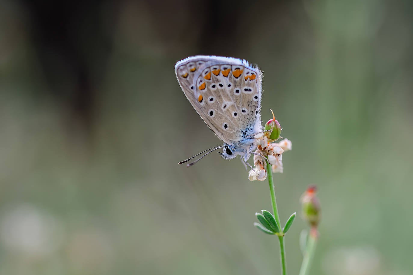 Polyommatus icarus.