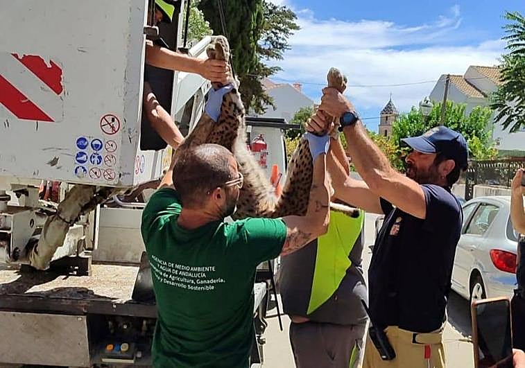 Traslado del animal para hacerle un chequeo y comprobar su procedencia.
