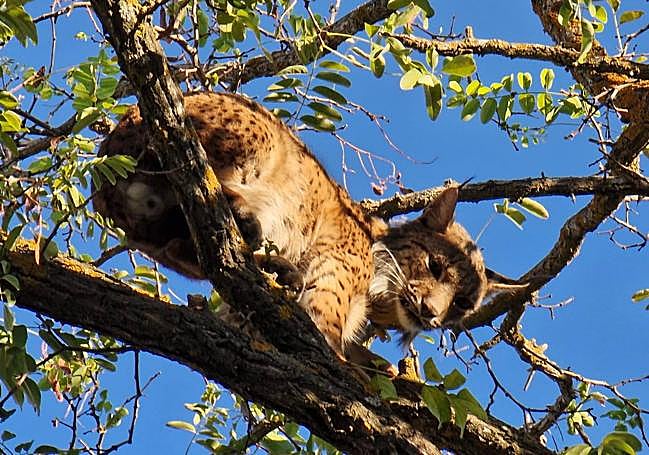 El lince encaramado al árbol en Úbeda.