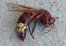 Avispa asiática localizada en la urbanización Azahar de la capital jienense.