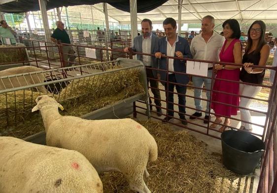 Una muestra de las ovejas que se pueden ver en Expohuelma; Paco Reyes observa el ganado en su visita a la feria.