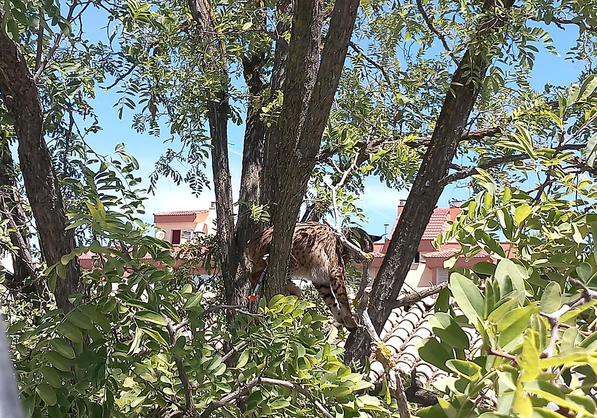 Sotillo, en el árbol donde fue rescatado.