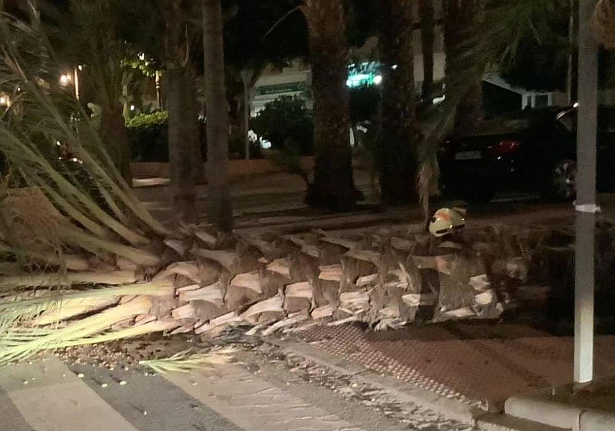 Palmera caída en Almuñécar por las fuertes rachas de viento.