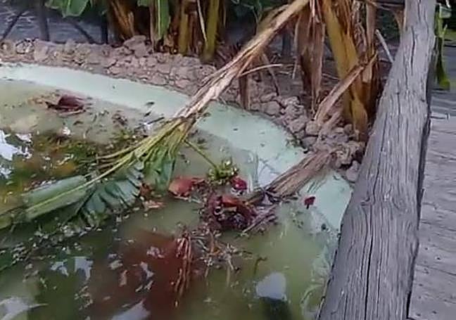 Árboles caídos en el parque Loro Sexi de Almuñécar.