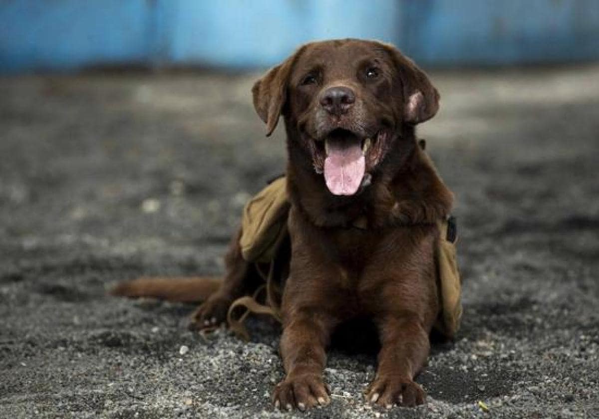 SEGURO DE RESPONSABILIDAD CIVIL  Seguro para perros: el cambio de última  hora en la Ley