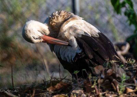 Imagen secundaria 1 - &#039;Filo&#039;, la cigüeña extraviada de su bandada rescatada por un vecino de Motril