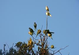 Varios ejemplares de cotorras argentinas en Granada.