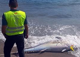 La Guardia Civil localiza un atún rojo varado en una playa de Mojácar